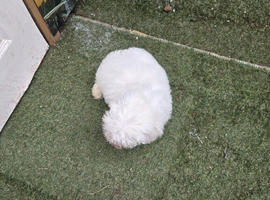 Bichon Maltese For Sale