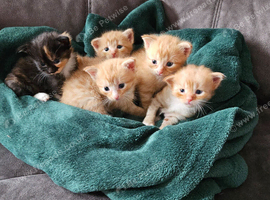 Kittens for sale