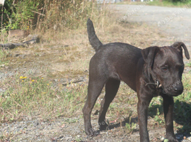 Patterdale bitch 6months old