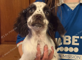 Last boy Reduced beautiful Cocker Spaniels