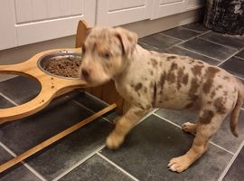 Chocolate merle american bully
