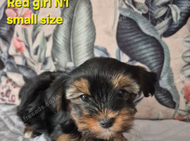 Yorkshire/Biewier terrier puppies