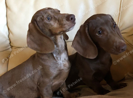 Beautiful miniature dachshund puppy&rsquo;s