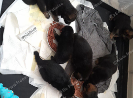 Straight back German shepherd pups
