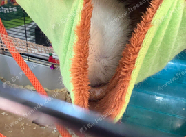 2 male rats with cage