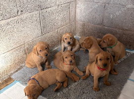 Golden Labrador for sale