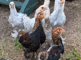 Bramah&rsquo;s for sale