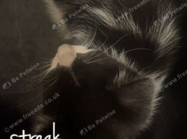 Tabby kittens