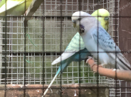 Budgies for sale