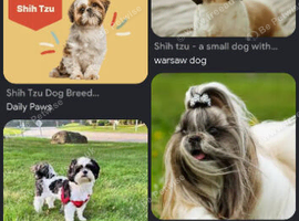 Wanted shih tzu