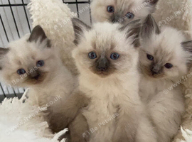 Pure ragdoll kittens