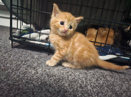 Mixed litter kittens ( ginger females)