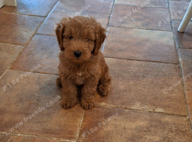 Stunning red F1 Cockapoo puppies