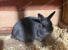 Pure breed Netherlands dwarf female