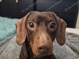 Miniature dachshund-Peanut- looking for new home