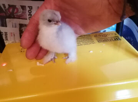 Bantams & Chickens - Various breeds - Various ages