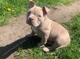 Female pocket bullie