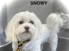 KC REGISTRED Maltese for stud