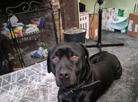 Selling my dog