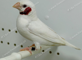 Albino cut throat male finch for sale
