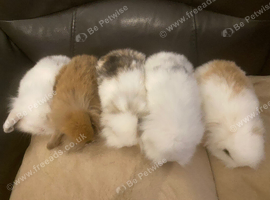 Mini lop litter ready 31st October