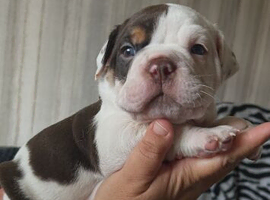 ️Beautiful olde English bulldogs️