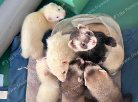 9-week Ferret Kits For Sale - Home Counties
