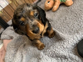Beautiful mini dachshund pups