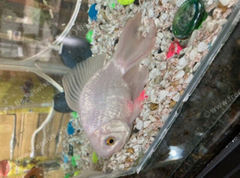 Two fancy goldfish free to a good home, they have outgrown their tank.