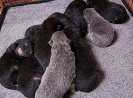 German shepherd puppies for sale