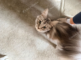 Maine coon cross ragdoll
