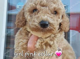 Beautiful cavapoochon puppies