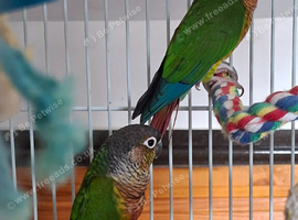 Proven Breeding Pair of Green Cheek Conures (Cage Available)