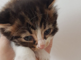 4‑week‑old boy kitten available for reservation