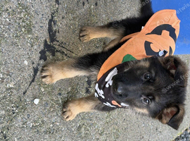 2 Female German shepherd pups 9 weeks old.
