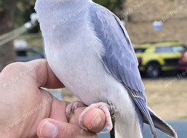 FreeFlying Indian Ringneck.4months old