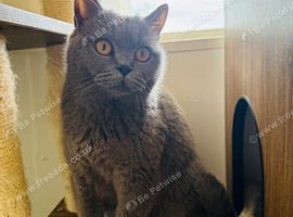 GCCF registered beautiful BSH kittens