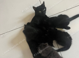 Kittens ready to go now