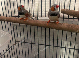 male finches