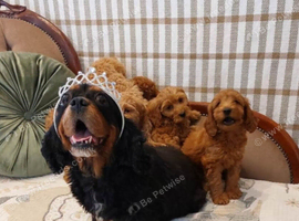 Adorable Red Cavapoo Puppies for Loving Homes
