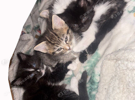 4 Kittens looking for forever home