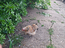Two hens seek loving forever home