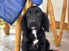 show type cocker spaniels