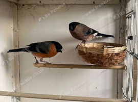 Pair of bullfinches