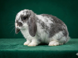 Sweet mini lops looking for new homes