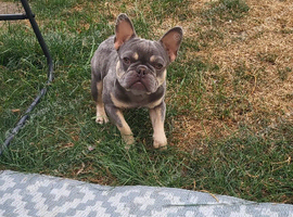 Mini French bulldogs for sale