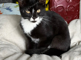 Last male kitten left looking for his forever home