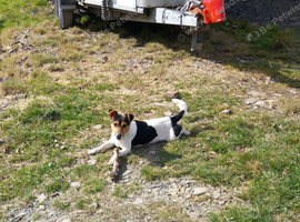 Jack Russell
