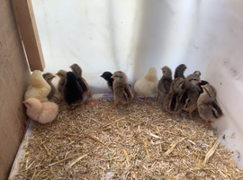 Legbar, Buff Orpington, Black Copper Maran, Light Sussex, chicks available