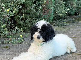 Toy Poodle &times; Spoodle